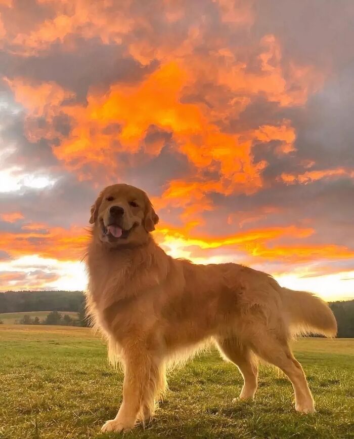 “This Is What You See At The Gates Of Heaven”: 141 Of The Cutest Dogs Ever (New Pics)