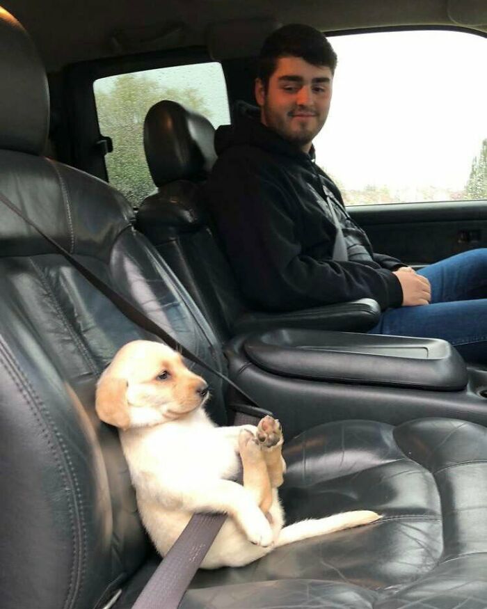 “This Is What You See At The Gates Of Heaven”: 141 Of The Cutest Dogs Ever (New Pics)