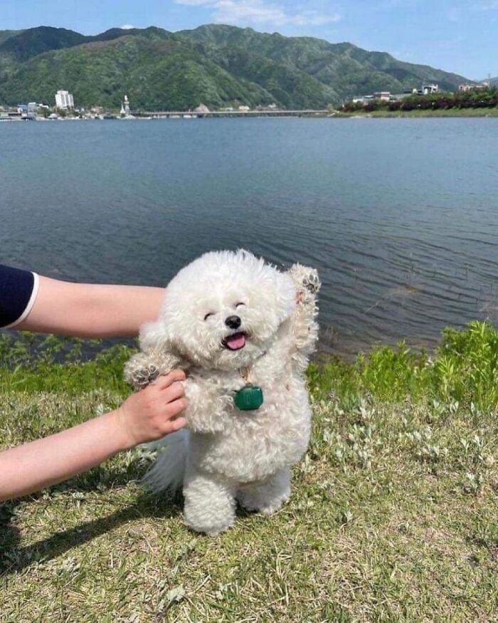 “This Is What You See At The Gates Of Heaven”: 141 Of The Cutest Dogs Ever (New Pics)