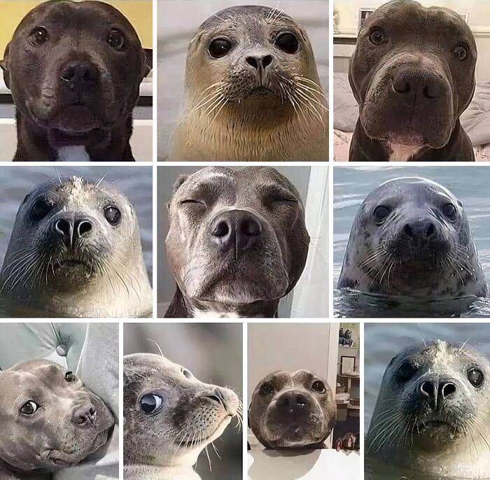 “This Is What You See At The Gates Of Heaven”: 141 Of The Cutest Dogs Ever (New Pics)