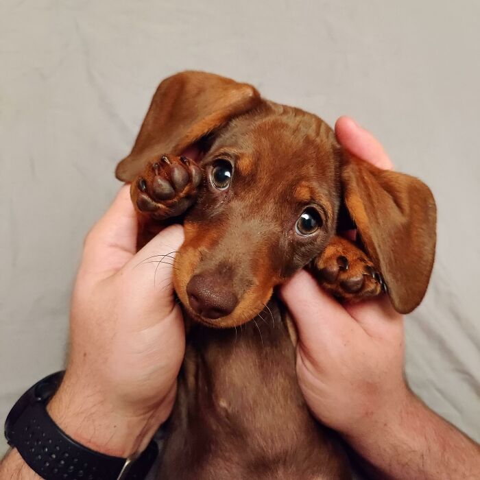 “This Is What You See At The Gates Of Heaven”: 141 Of The Cutest Dogs Ever (New Pics)