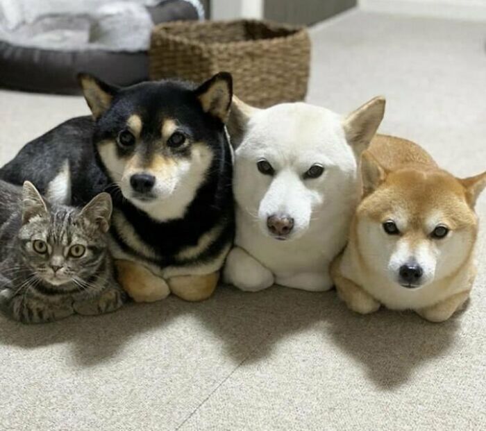 “This Is What You See At The Gates Of Heaven”: 141 Of The Cutest Dogs Ever (New Pics)