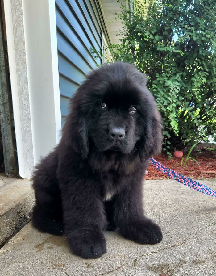 “This Is What You See At The Gates Of Heaven”: 141 Of The Cutest Dogs Ever (New Pics)