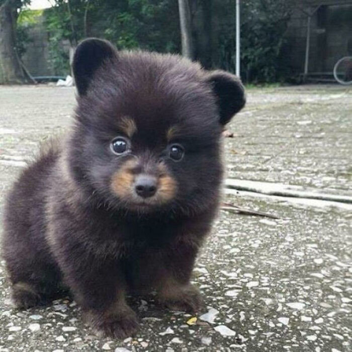 “This Is What You See At The Gates Of Heaven”: 141 Of The Cutest Dogs Ever (New Pics)