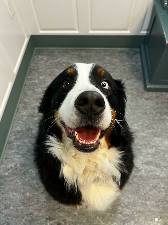 “This Is What You See At The Gates Of Heaven”: 141 Of The Cutest Dogs Ever (New Pics)