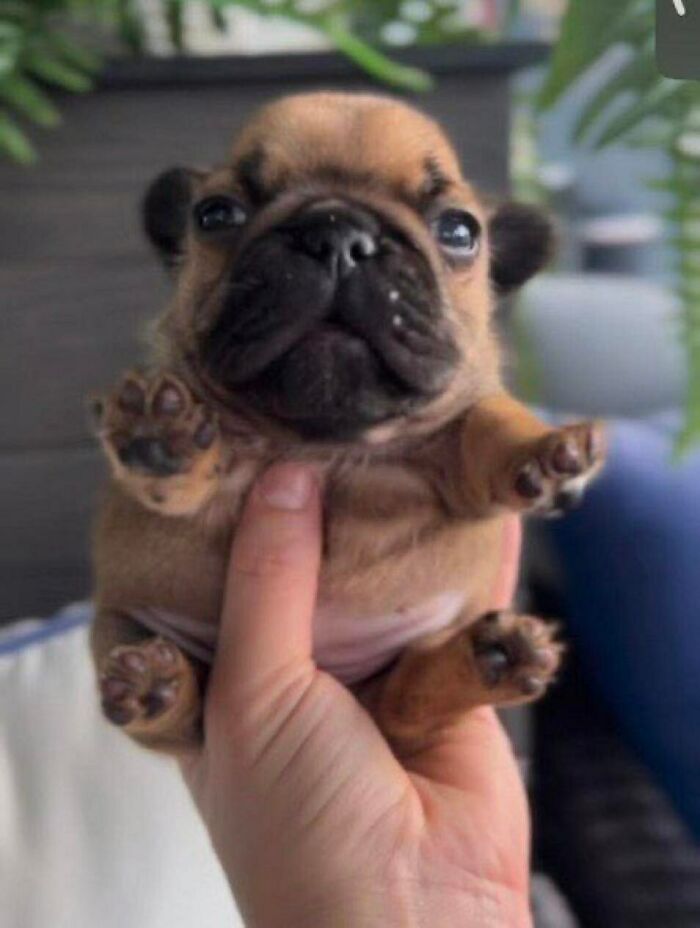 “This Is What You See At The Gates Of Heaven”: 141 Of The Cutest Dogs Ever (New Pics)