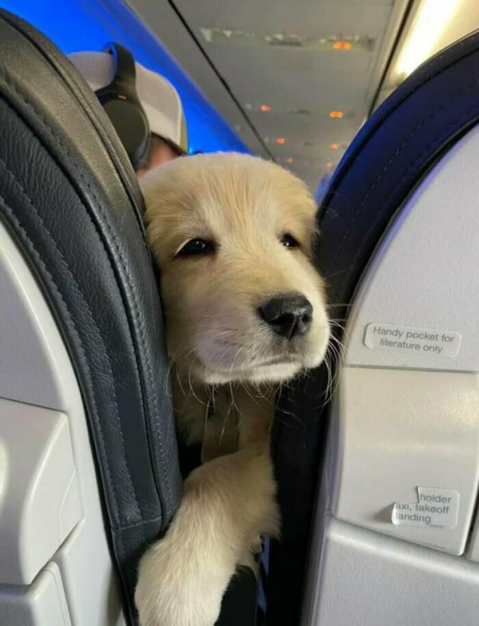 “This Is What You See At The Gates Of Heaven”: 141 Of The Cutest Dogs Ever (New Pics)