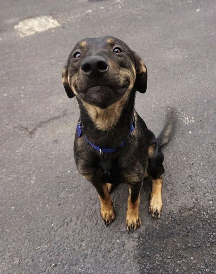 “This Is What You See At The Gates Of Heaven”: 141 Of The Cutest Dogs Ever (New Pics)