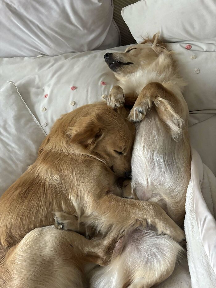 “This Is What You See At The Gates Of Heaven”: 141 Of The Cutest Dogs Ever (New Pics)
