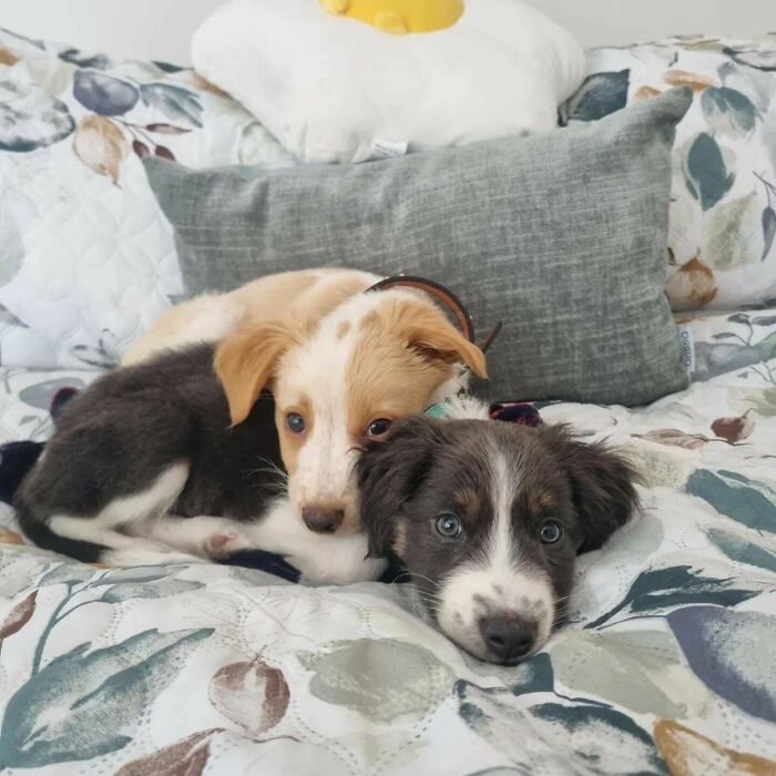 “This Is What You See At The Gates Of Heaven”: 141 Of The Cutest Dogs Ever (New Pics)