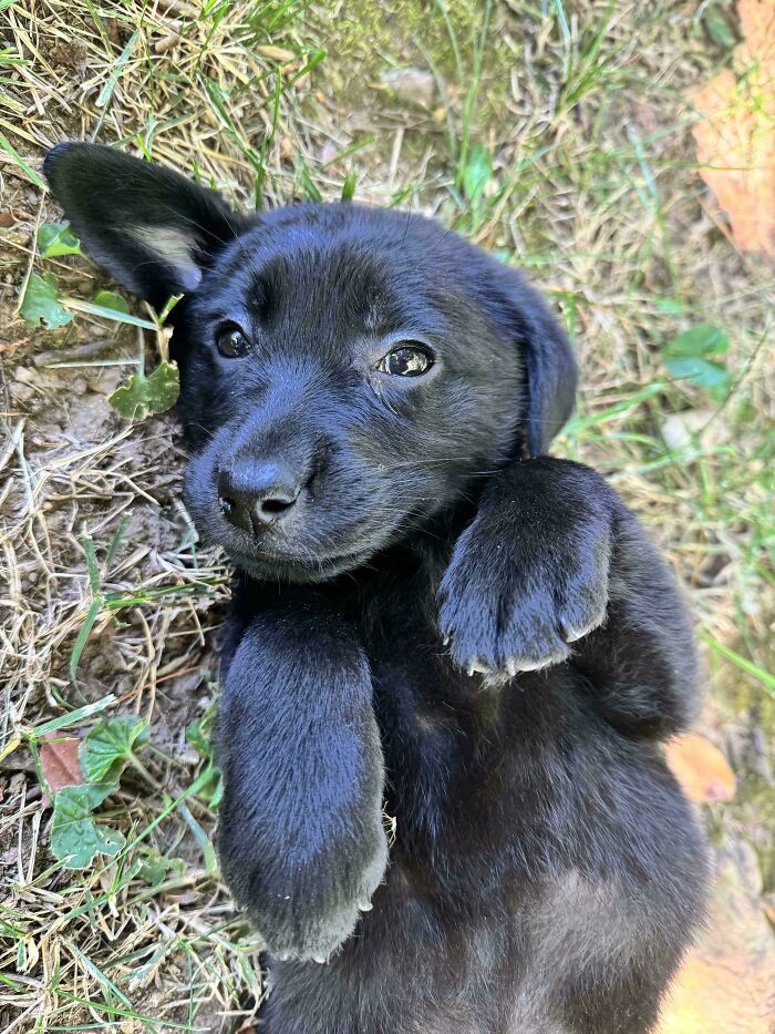 “This Is What You See At The Gates Of Heaven”: 141 Of The Cutest Dogs Ever (New Pics)