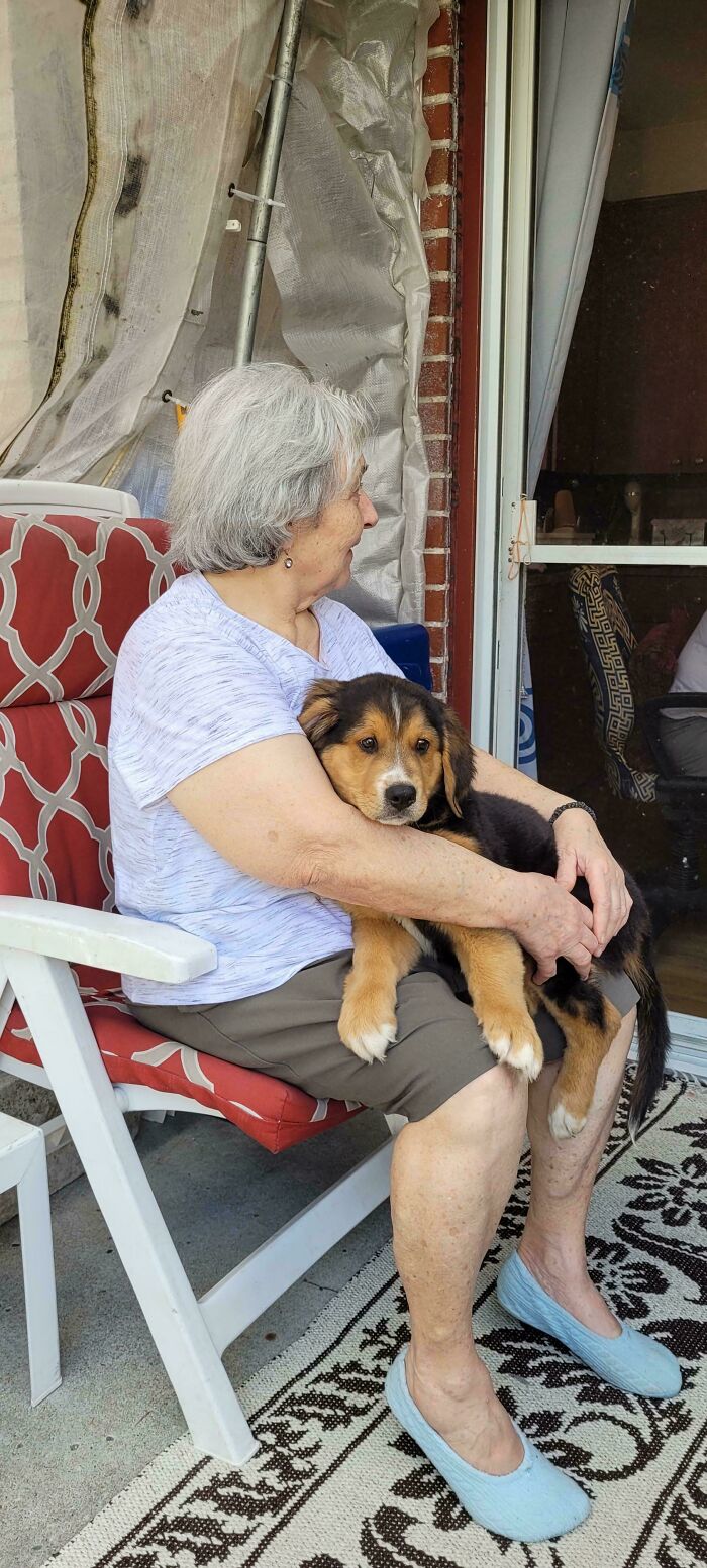 “This Is What You See At The Gates Of Heaven”: 141 Of The Cutest Dogs Ever (New Pics)