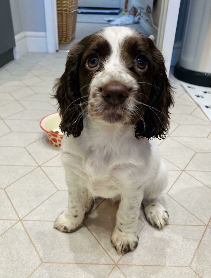 “This Is What You See At The Gates Of Heaven”: 141 Of The Cutest Dogs Ever (New Pics)