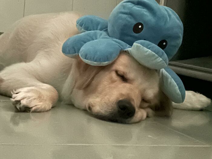 “This Is What You See At The Gates Of Heaven”: 141 Of The Cutest Dogs Ever (New Pics)