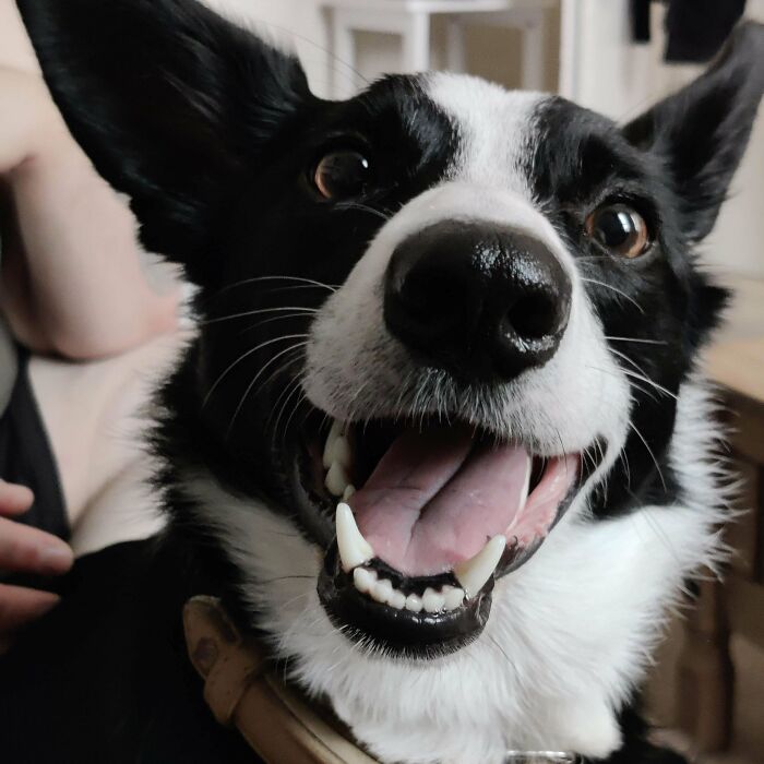 “This Is What You See At The Gates Of Heaven”: 141 Of The Cutest Dogs Ever (New Pics)