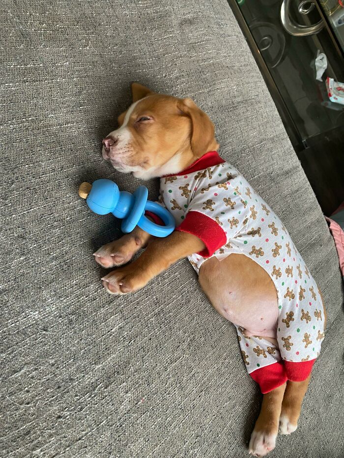 “This Is What You See At The Gates Of Heaven”: 141 Of The Cutest Dogs Ever (New Pics)