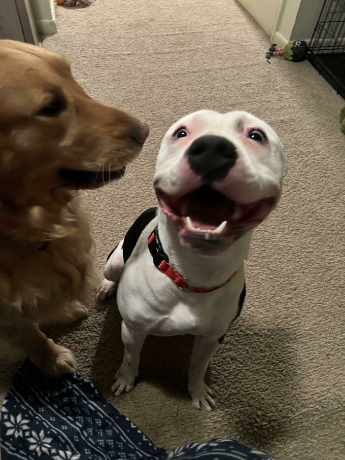 “This Is What You See At The Gates Of Heaven”: 141 Of The Cutest Dogs Ever (New Pics)