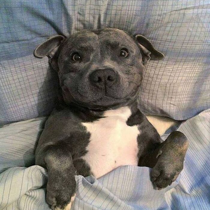 “This Is What You See At The Gates Of Heaven”: 141 Of The Cutest Dogs Ever (New Pics)