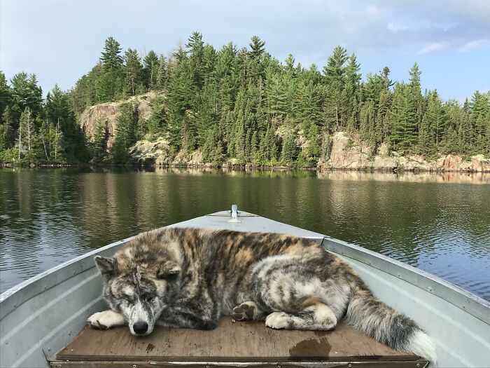 “This Is What You See At The Gates Of Heaven”: 141 Of The Cutest Dogs Ever (New Pics)
