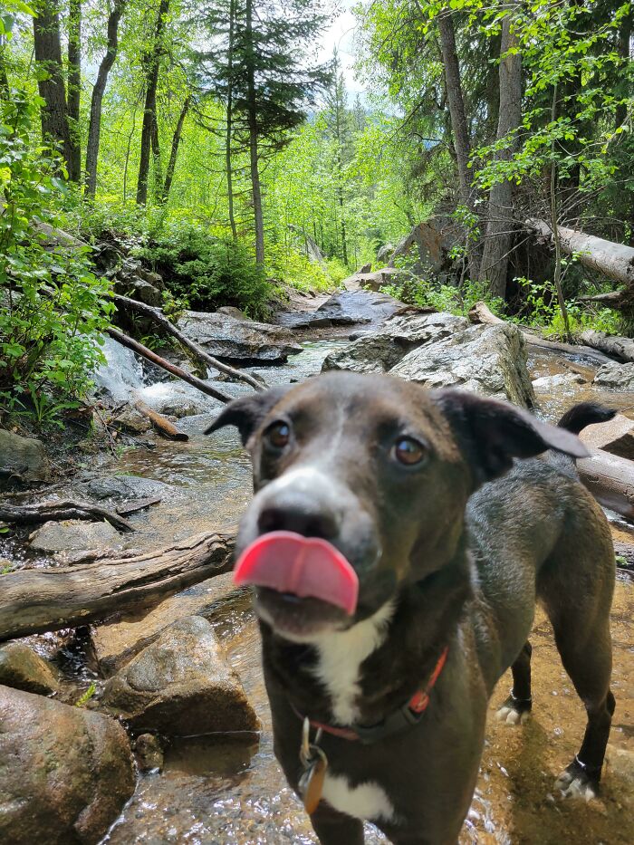 “This Is What You See At The Gates Of Heaven”: 141 Of The Cutest Dogs Ever (New Pics)