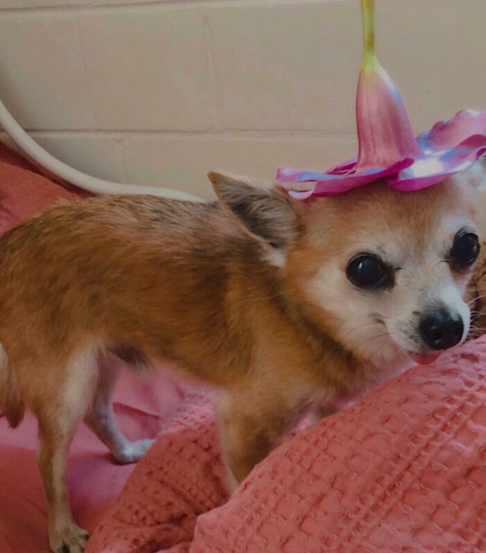 “This Is What You See At The Gates Of Heaven”: 141 Of The Cutest Dogs Ever (New Pics)