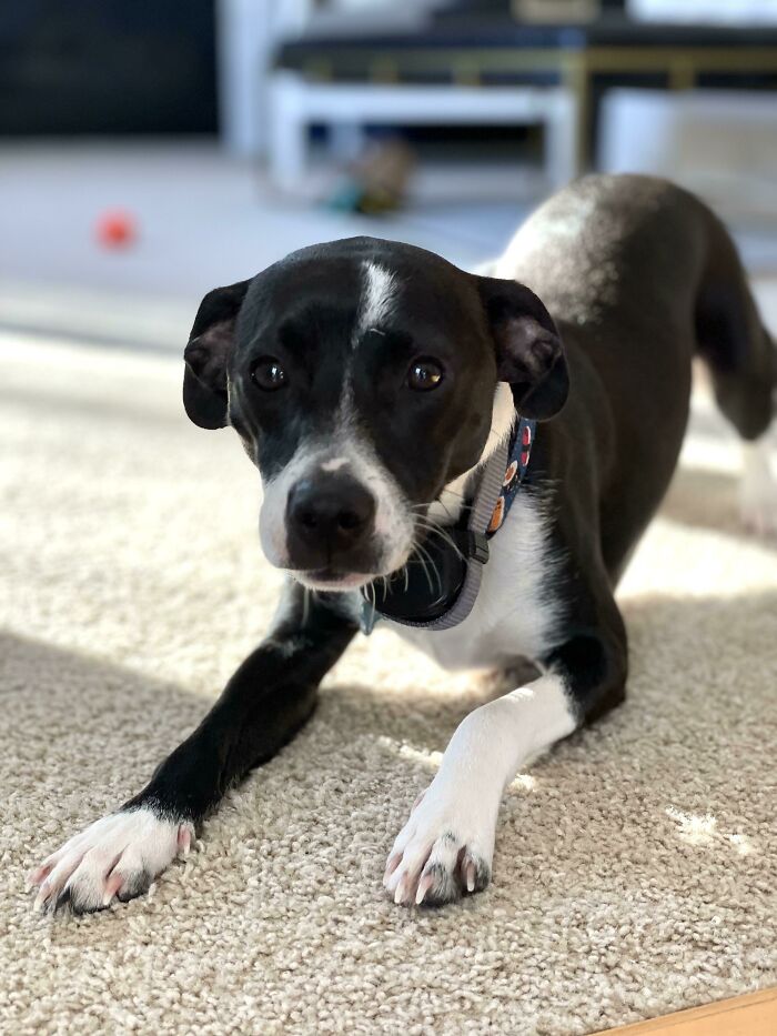 “This Is What You See At The Gates Of Heaven”: 141 Of The Cutest Dogs Ever (New Pics)