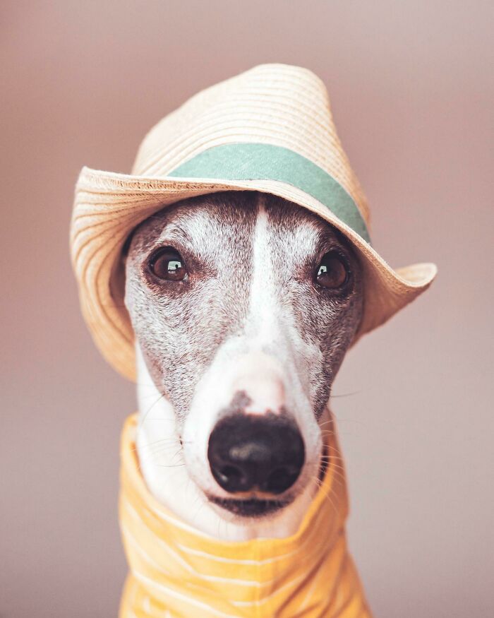 “This Is What You See At The Gates Of Heaven”: 141 Of The Cutest Dogs Ever (New Pics)