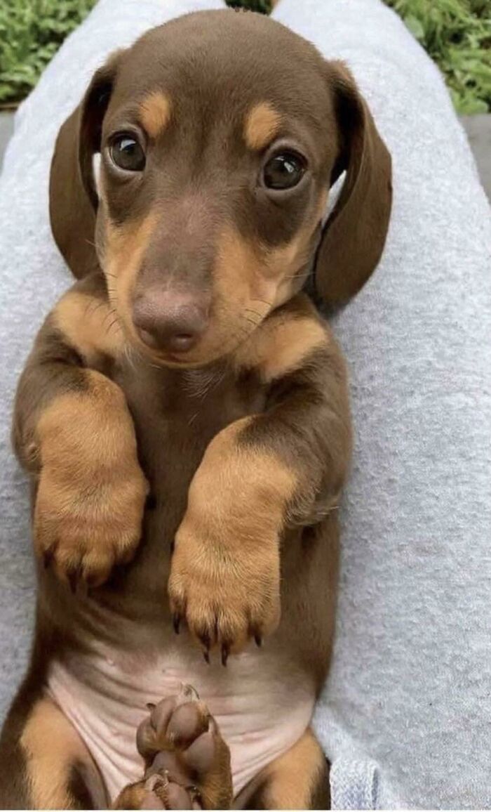 “This Is What You See At The Gates Of Heaven”: 141 Of The Cutest Dogs Ever (New Pics)