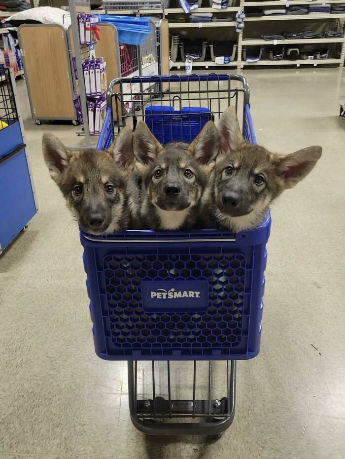“This Is What You See At The Gates Of Heaven”: 141 Of The Cutest Dogs Ever (New Pics)