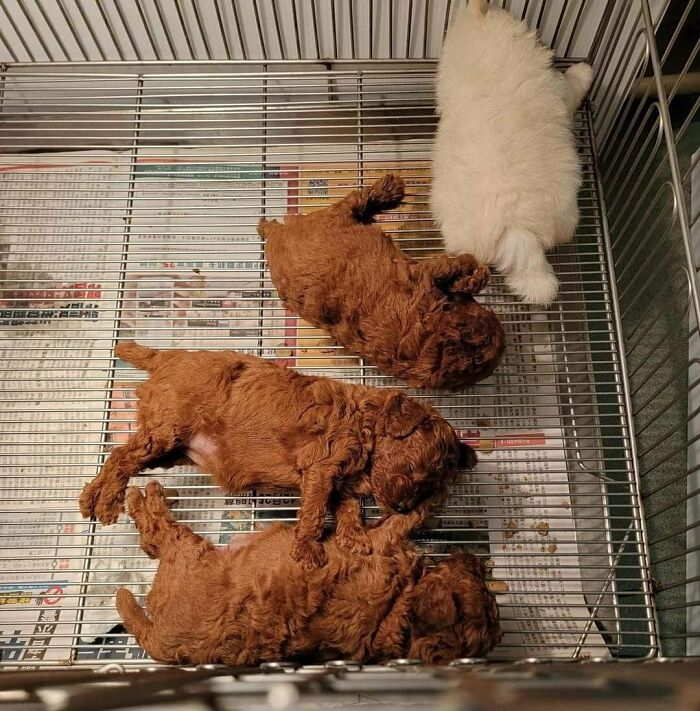 “This Is What You See At The Gates Of Heaven”: 141 Of The Cutest Dogs Ever (New Pics)