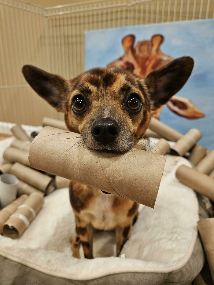 “This Is What You See At The Gates Of Heaven”: 141 Of The Cutest Dogs Ever (New Pics)
