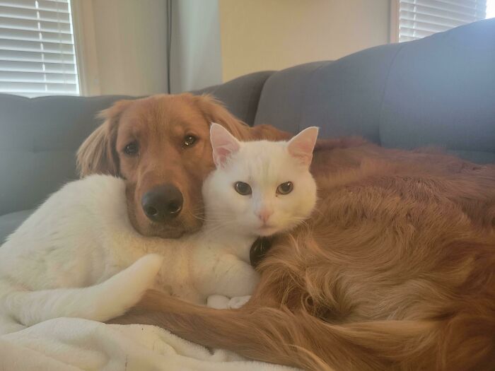 “This Is What You See At The Gates Of Heaven”: 141 Of The Cutest Dogs Ever (New Pics)
