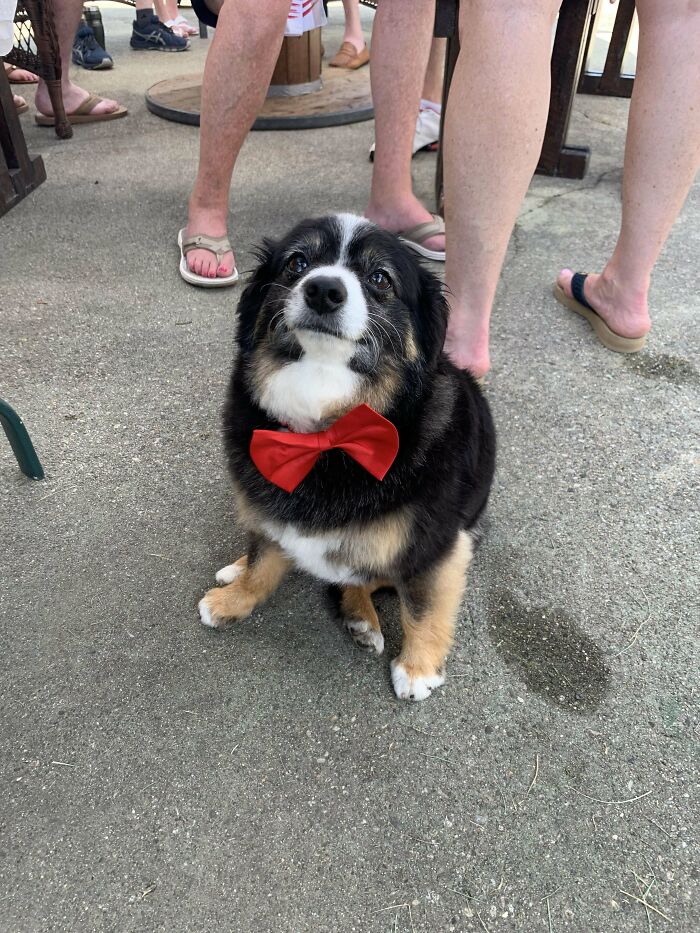 “This Is What You See At The Gates Of Heaven”: 141 Of The Cutest Dogs Ever (New Pics)