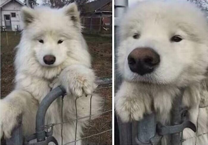 “This Is What You See At The Gates Of Heaven”: 141 Of The Cutest Dogs Ever (New Pics)