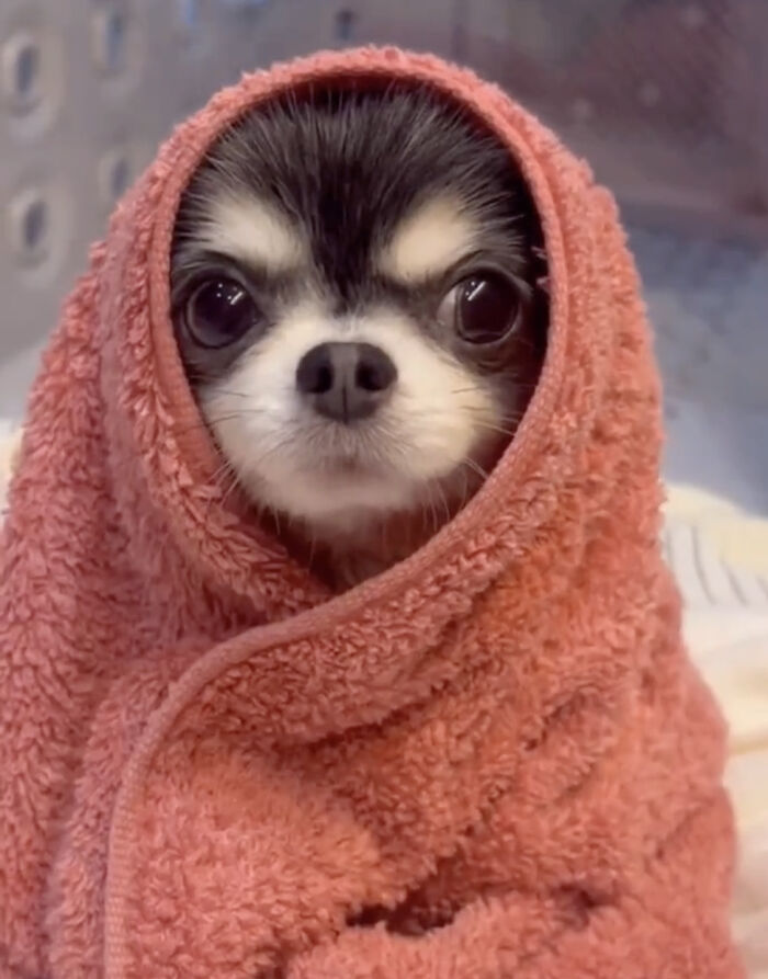 “This Is What You See At The Gates Of Heaven”: 141 Of The Cutest Dogs Ever (New Pics)