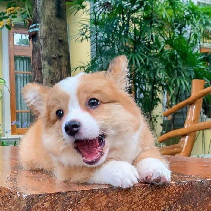 “This Is What You See At The Gates Of Heaven”: 141 Of The Cutest Dogs Ever (New Pics)