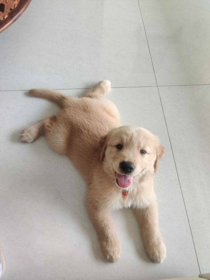 “This Is What You See At The Gates Of Heaven”: 141 Of The Cutest Dogs Ever (New Pics)