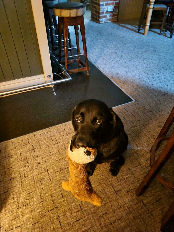 “This Is What You See At The Gates Of Heaven”: 141 Of The Cutest Dogs Ever (New Pics)