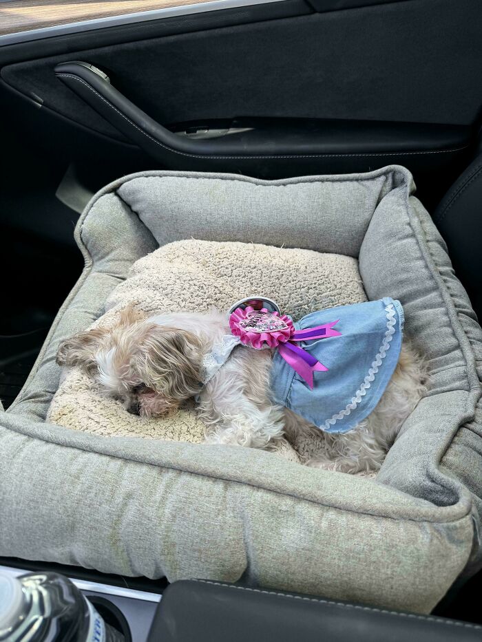 “This Is What You See At The Gates Of Heaven”: 141 Of The Cutest Dogs Ever (New Pics)