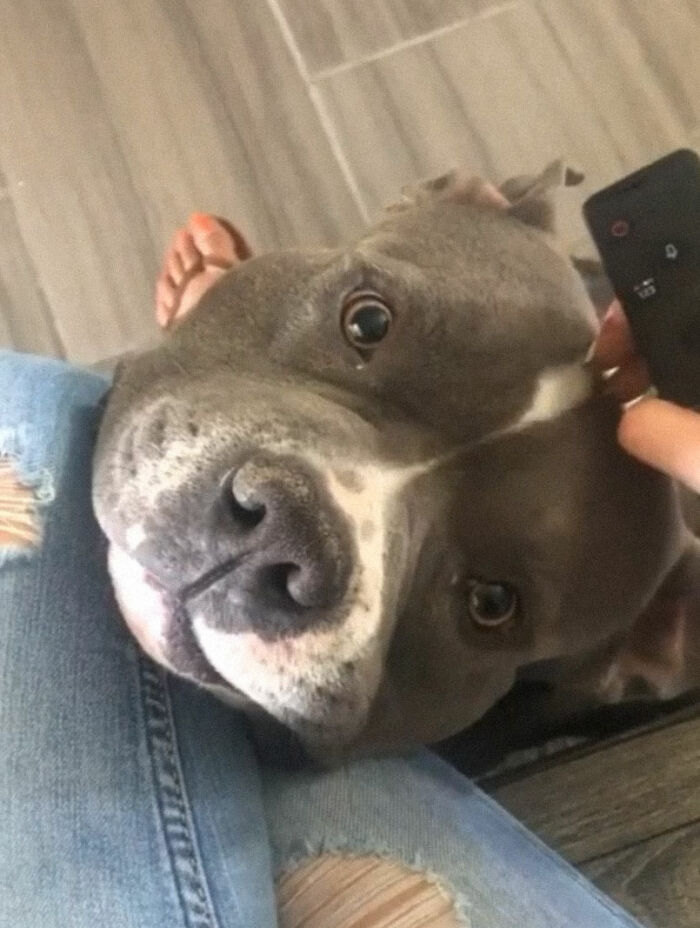 “This Is What You See At The Gates Of Heaven”: 141 Of The Cutest Dogs Ever (New Pics)