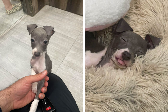 “This Is What You See At The Gates Of Heaven”: 141 Of The Cutest Dogs Ever (New Pics)
