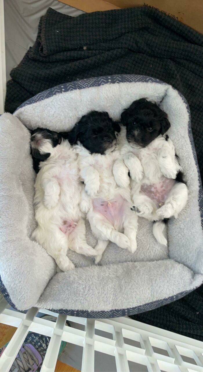 “This Is What You See At The Gates Of Heaven”: 141 Of The Cutest Dogs Ever (New Pics)