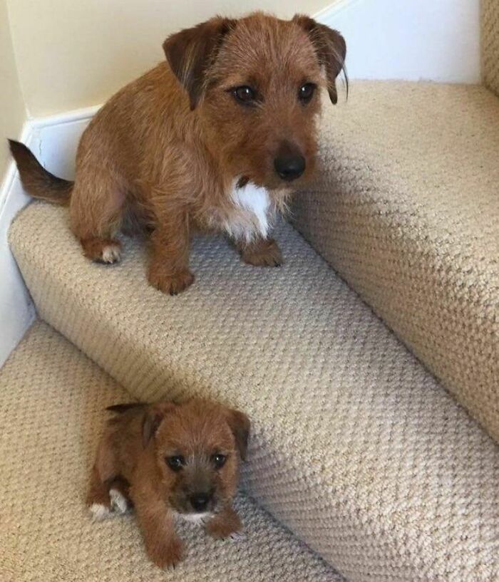 “This Is What You See At The Gates Of Heaven”: 141 Of The Cutest Dogs Ever (New Pics)