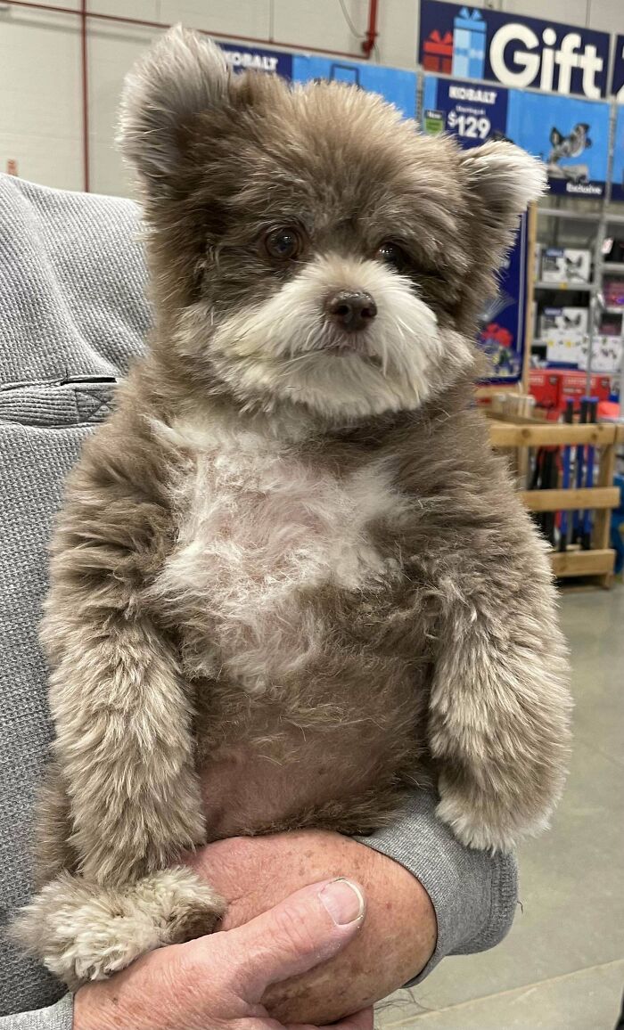 “This Is What You See At The Gates Of Heaven”: 141 Of The Cutest Dogs Ever (New Pics)