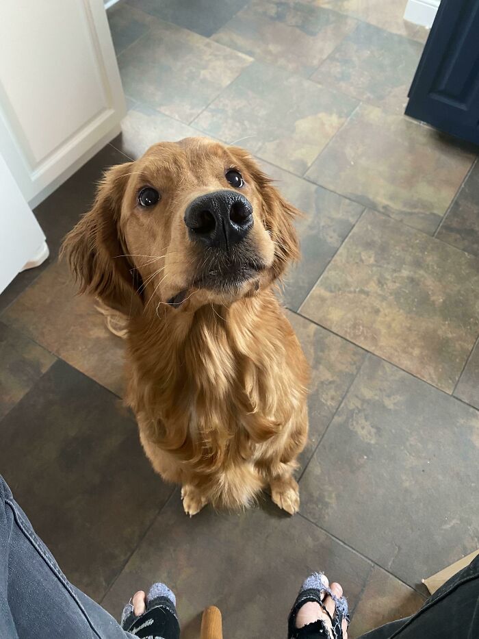 “This Is What You See At The Gates Of Heaven”: 141 Of The Cutest Dogs Ever (New Pics)