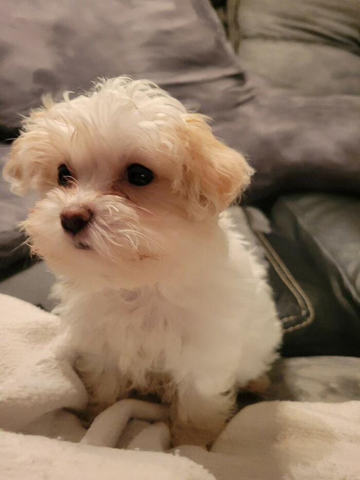 “This Is What You See At The Gates Of Heaven”: 141 Of The Cutest Dogs Ever (New Pics)
