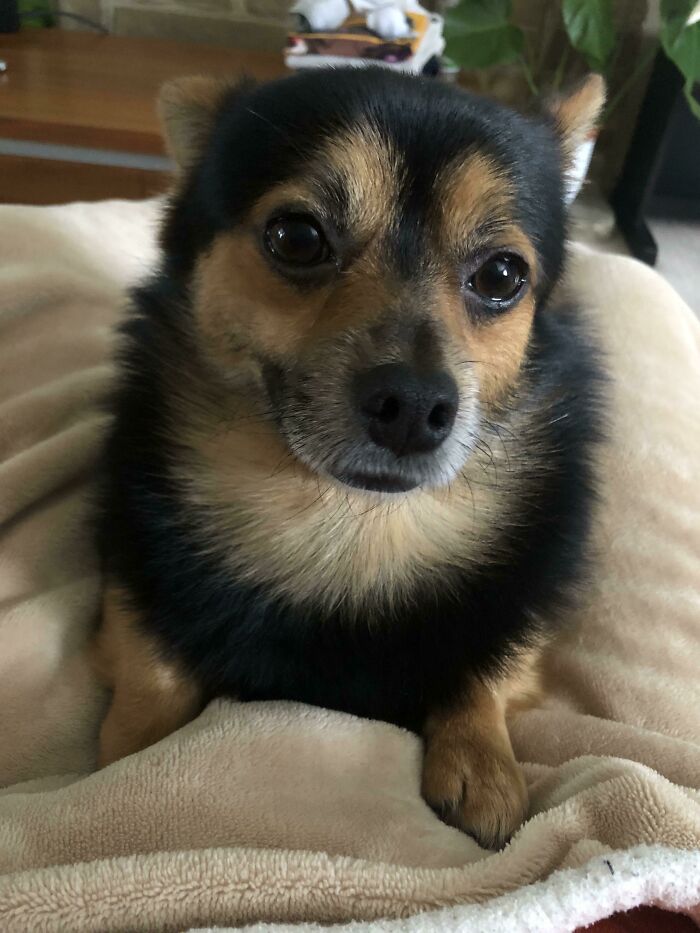 “This Is What You See At The Gates Of Heaven”: 141 Of The Cutest Dogs Ever (New Pics)