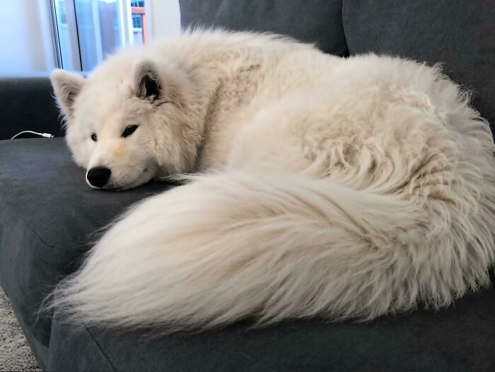 “This Is What You See At The Gates Of Heaven”: 141 Of The Cutest Dogs Ever (New Pics)