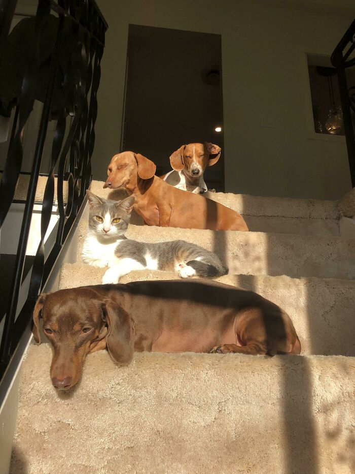 “This Is What You See At The Gates Of Heaven”: 141 Of The Cutest Dogs Ever (New Pics)