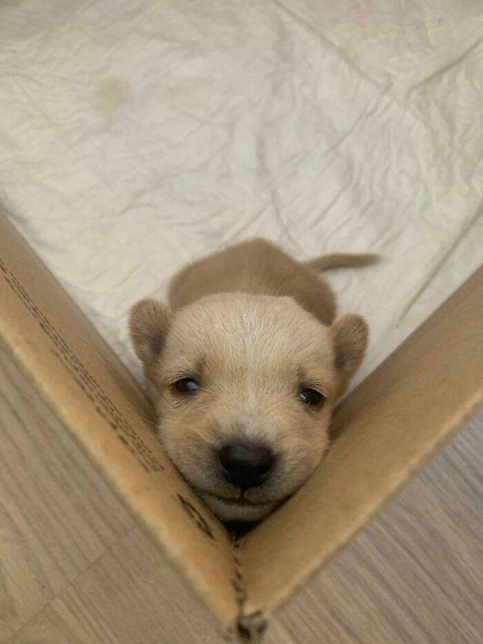 “This Is What You See At The Gates Of Heaven”: 141 Of The Cutest Dogs Ever (New Pics)